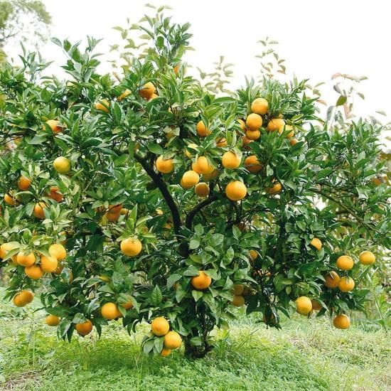 JA高知県山北果樹集出荷場】山北みかんギフトBOX 1.2kg - 土佐香南