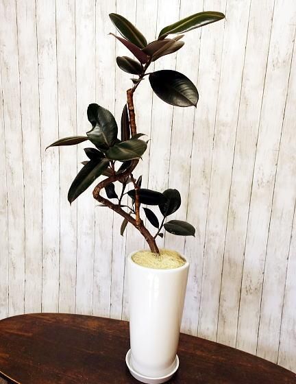 フィカス・バーガンディ | 美しい観葉植物 - 観葉植物・多肉植物の販売