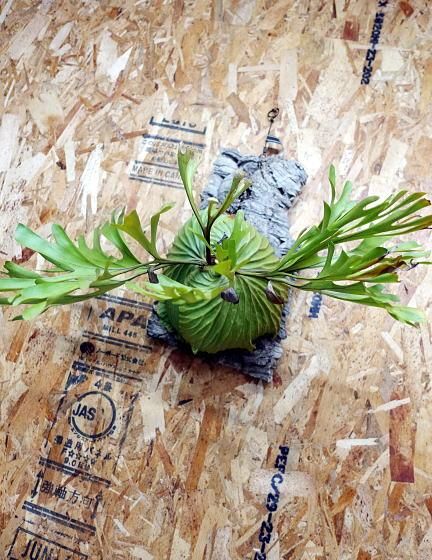 ビカクシダ リドレイ | 大 サイズ - 観葉植物・多肉植物の販売、通販