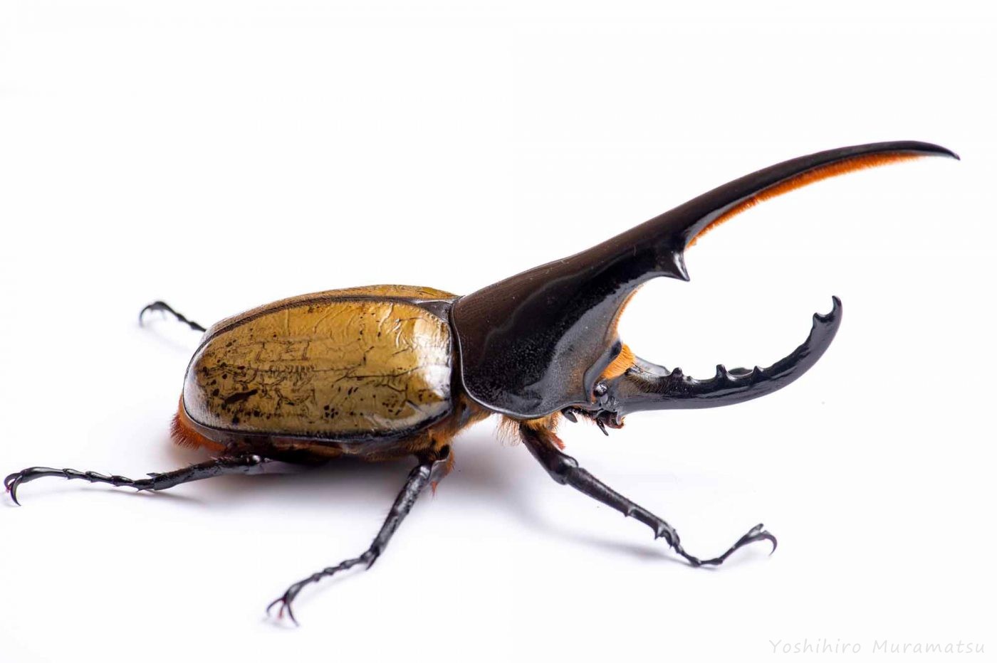 ヘラクレスオオカブトの特徴や羽の色が変わる不思議まで | 虫の写真と