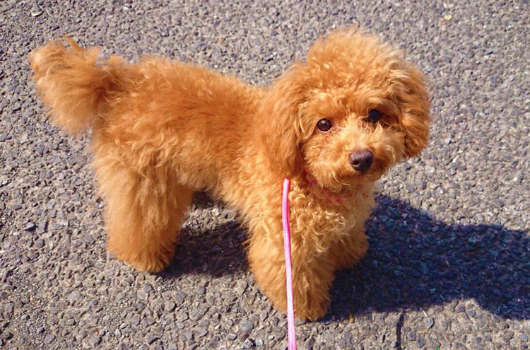 獣医師監修｜トイ・プードルの図鑑（性格・飼い方・寿命・特徴