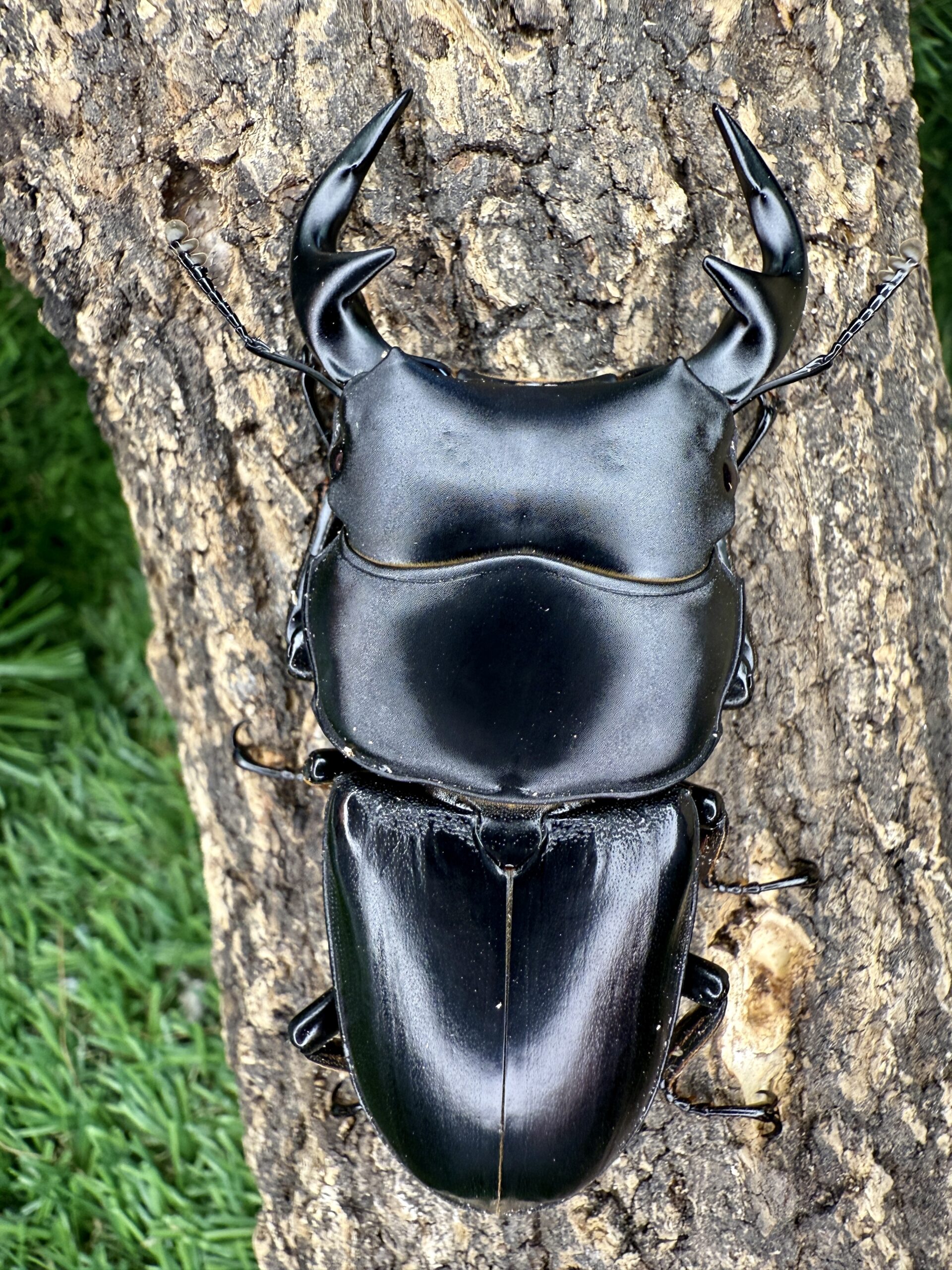 お勧め商品 - INNOCENT