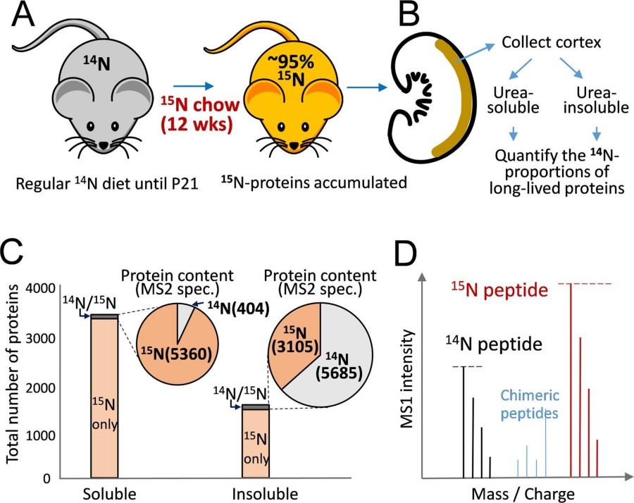 13C 15N Dual Isotope Compounds - Isotope / BOC Sciences