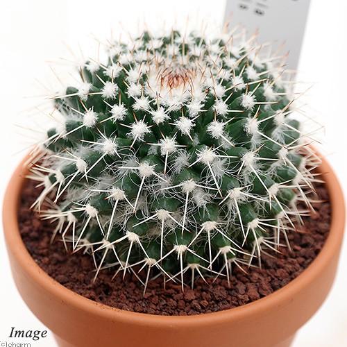 チャーム（charm） （多肉植物）素焼鉢 サボテン マミラリア 白蛇丸