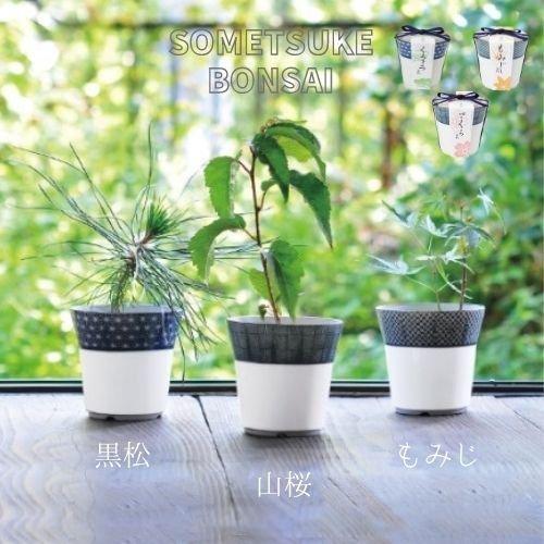 盆栽 栽培セット 初心者 キット くろまつ 黒松 山桜 もみじ 染付小紋