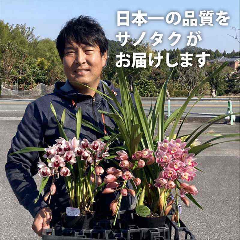 テーブルシンビジューム 白 3本立アーチ ヤマナシリバティー”イージー