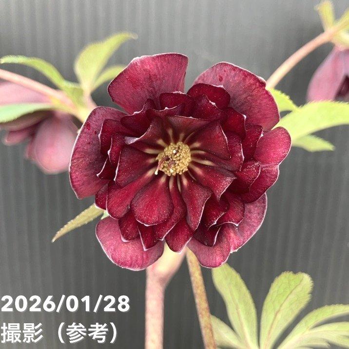 お買い得一点物咲き進み株】加藤農園 クリスマスローズ グロッシー