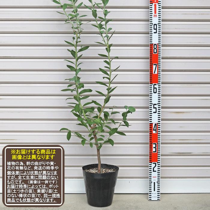 パウダーブルー】 3年生苗 6号ポット ラビットアイ系・ブルーベリー