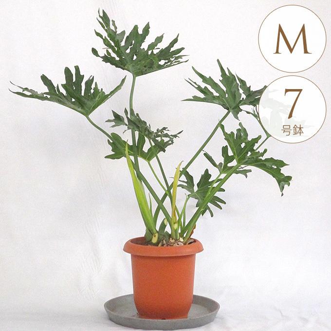 観葉植物 フィロデンドロン セローム M 7号鉢 植物 7号 インテリア