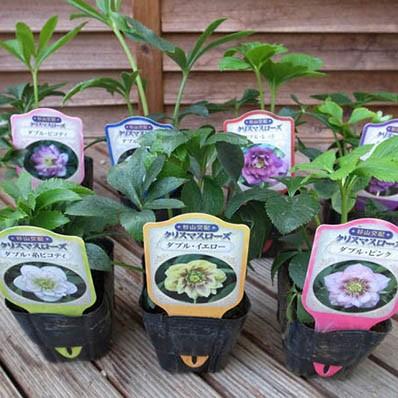 クリスマスローズ ダブル 7種類セット 送料無料！杉山交配レアな