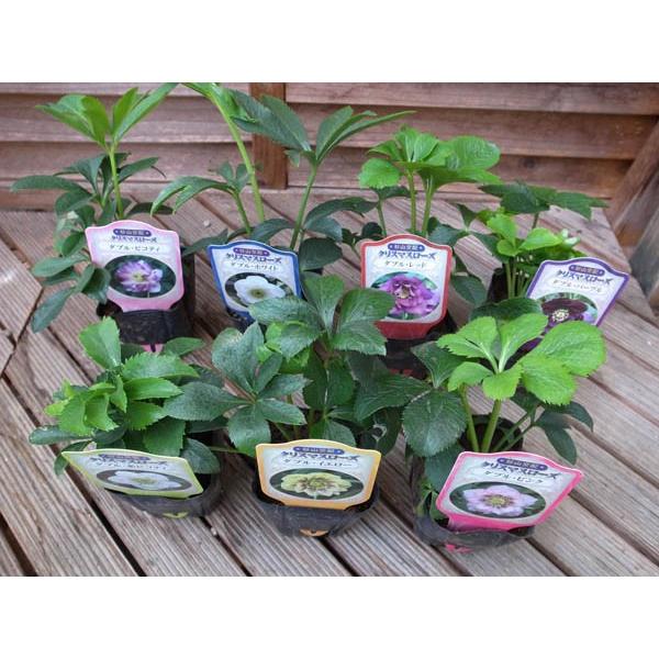 クリスマスローズ ダブル 7種類セット 送料無料！杉山交配レアな