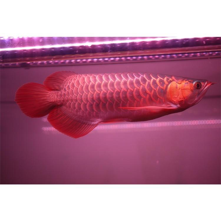 アロワナ ライト スーパーレッド 紅龍 水中 レッドアロワナ 水槽ライト
