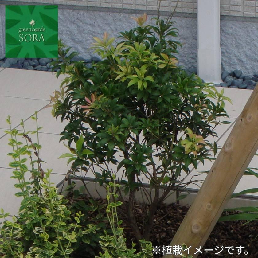 アセビ H400〜600mm 鉢底より 植木 苗 : SORA - 通販 - Yahoo