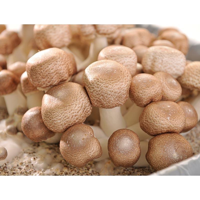 ホクト 【国産＆国内製造】生 アガリクス 100% ドリンク 32本 送料無料