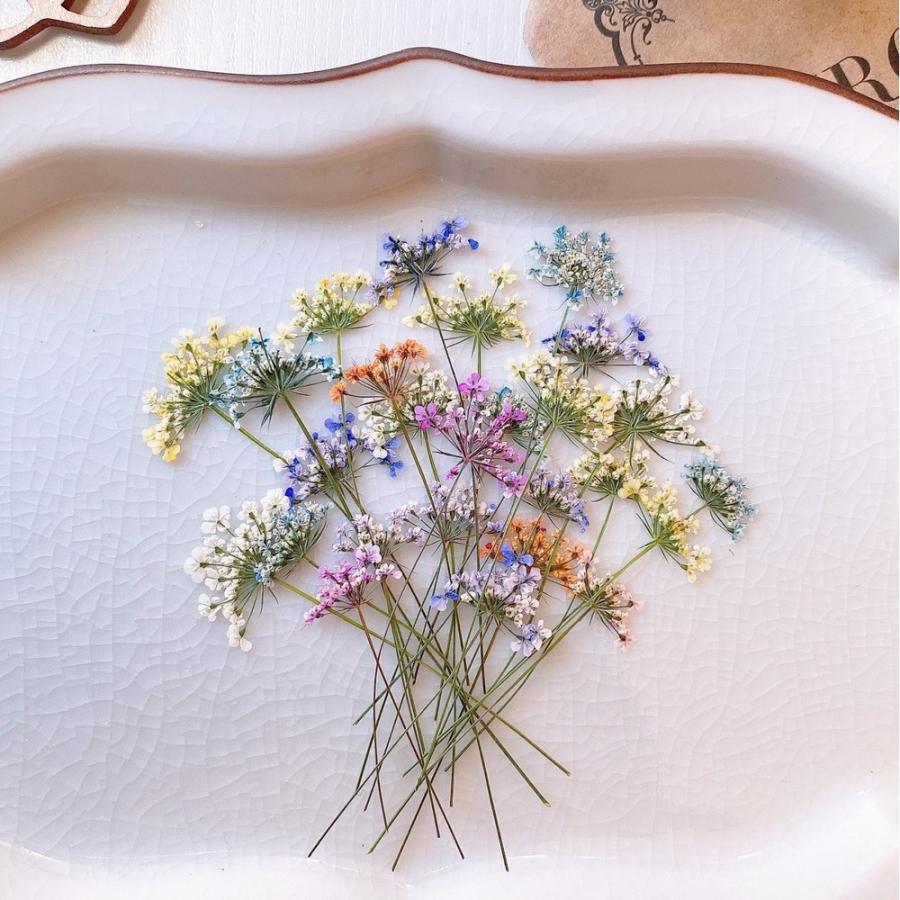 日限定10 ドライ m flowers 押し花 茎付きレースフラワー 着色 ロング