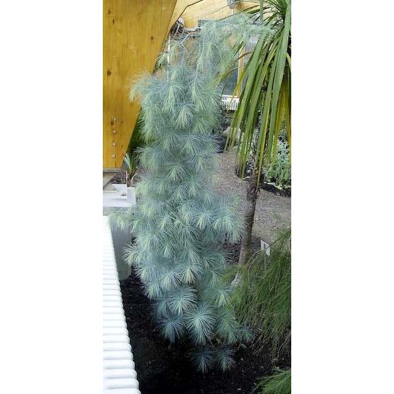 マルチネスピニョンマツ＜ピニョン松＞ 種子5粒 Big-cone pinyon 5