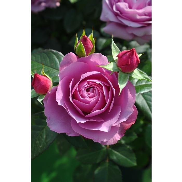 シュリンクス（バラ苗：ロサ・オリエンティス・プログレッシオシリーズ