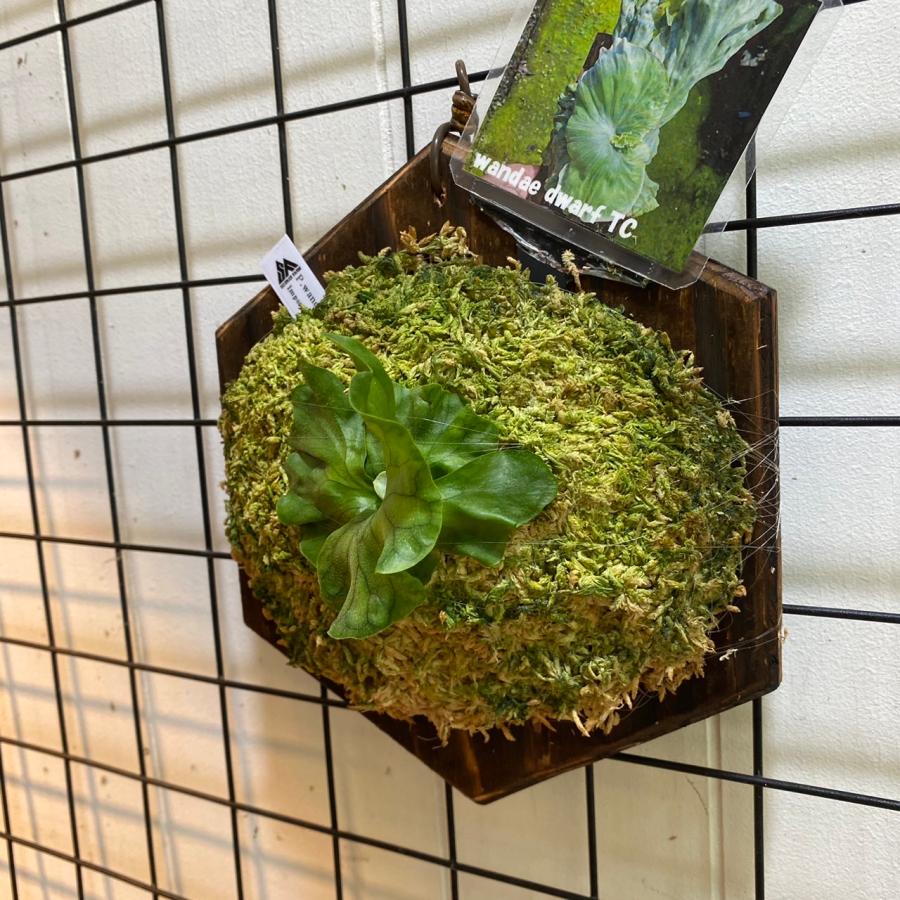 K*R様 P. wandae 'Curling'（ワンダエ・ドワーフ・カーリング K*R様 P