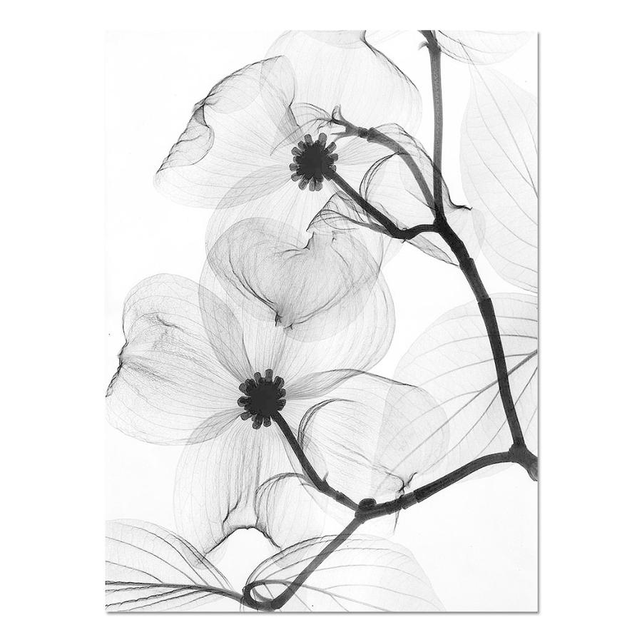 額付 アートポスター アートフレーム モノクロ写真レントゲンアート花