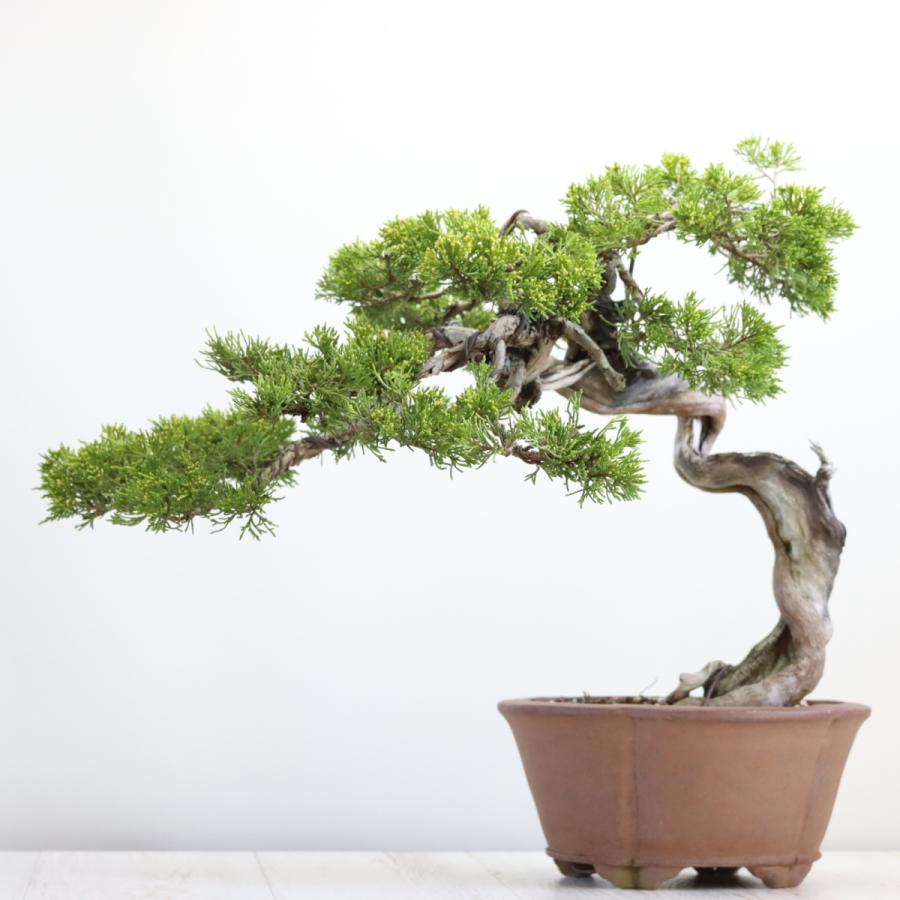 大品盆栽：極上糸魚川真柏 現品 しんぱく シンパク Shinpaku 送料無料