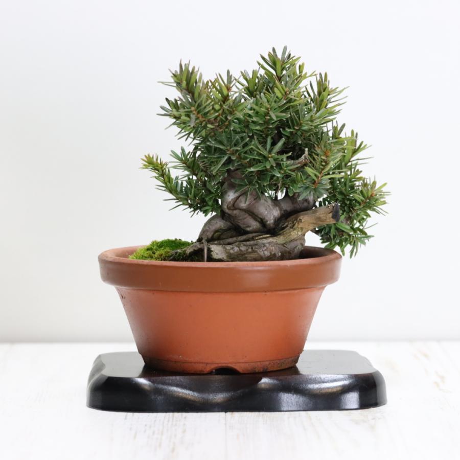一位 小品盆栽 イチイ優良素材 極太幹！ 現品 : 盆栽ショップ わびさび