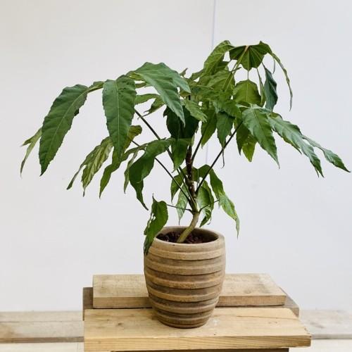 おしゃれ 観葉植物：トレベシア パルマータ*スノーフレークプラント