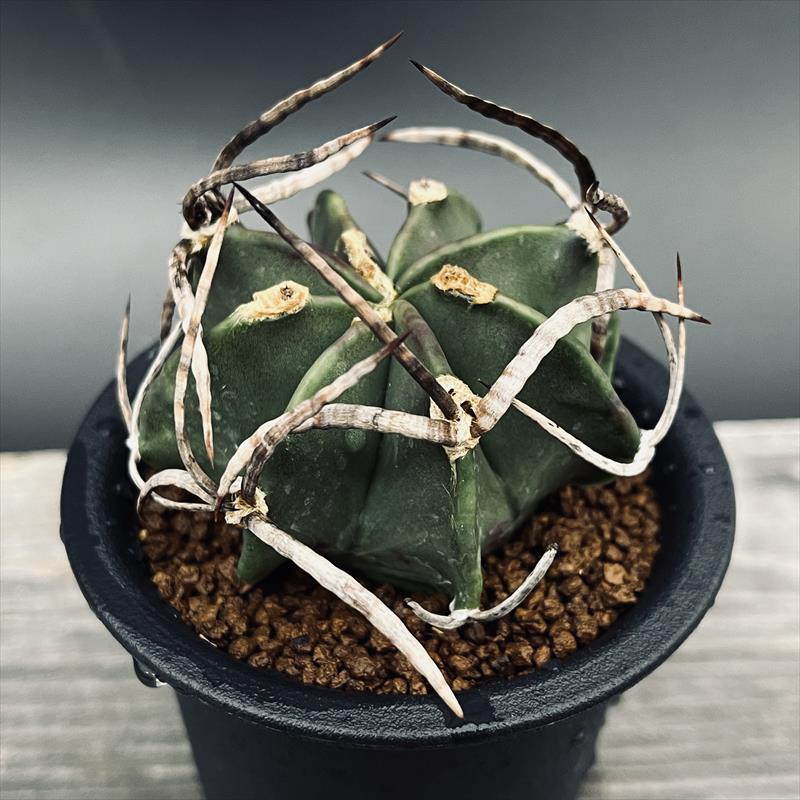 サボテン：アストロフィツム 水牛大鳳玉 実生*幅6cm 現品！一品限り