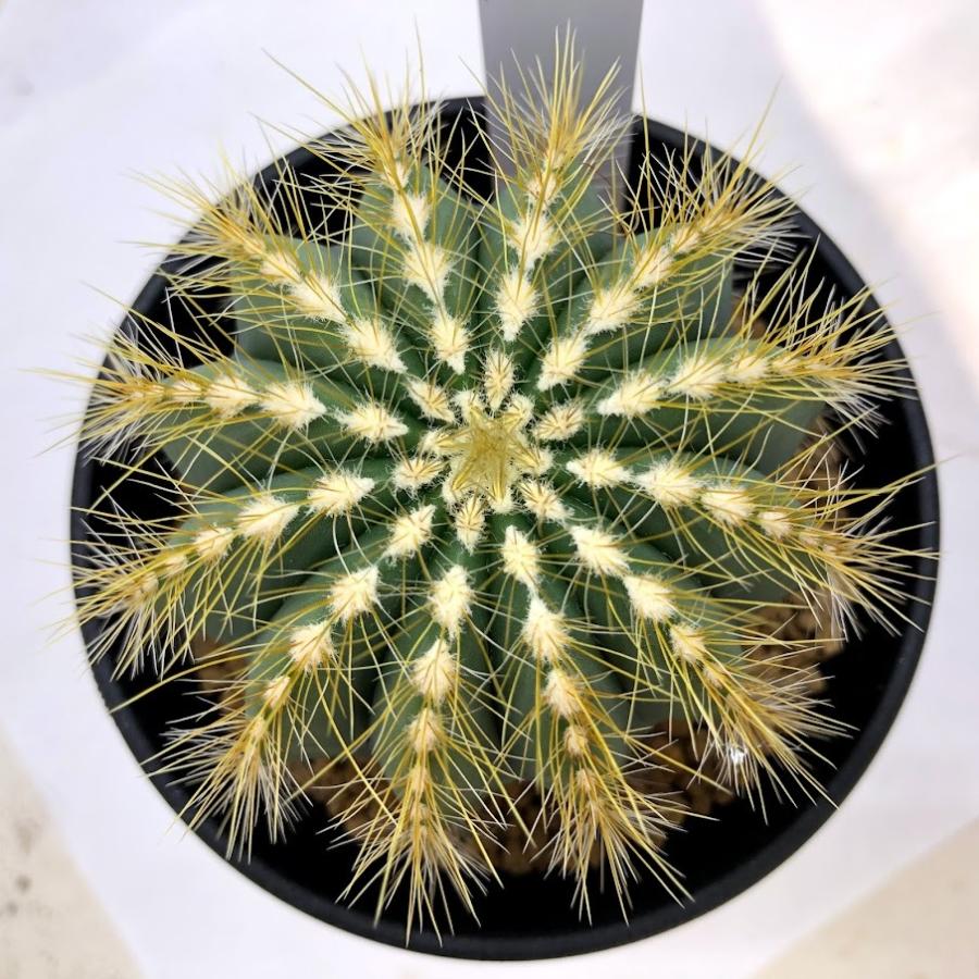 サボテン：エリオカクタス 英冠丸*幅7cm : 遊恵盆栽 Yahoo!店 - 通販