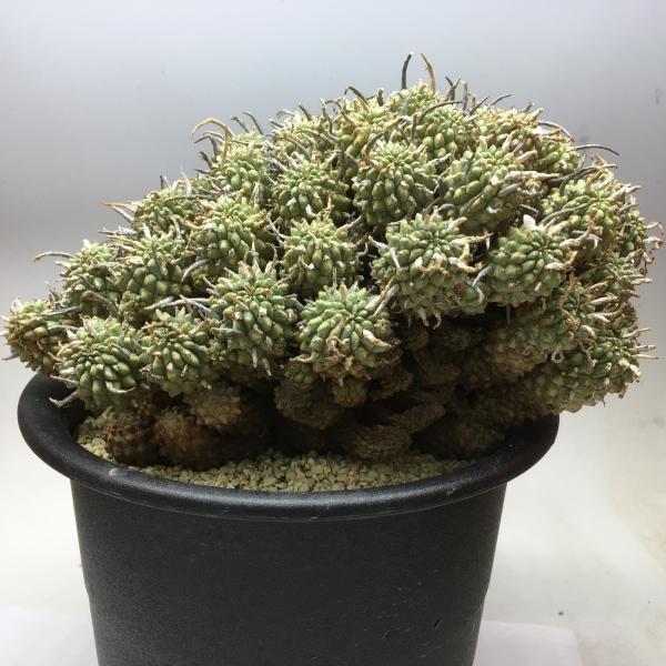 コーデックス：ユーフォルビア ムルチセプス*幅20cm【現品！一品限り