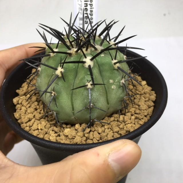 サボテン：コピアポア 黒王丸 実生*幅5cm 現品 一品限り : 遊恵盆栽