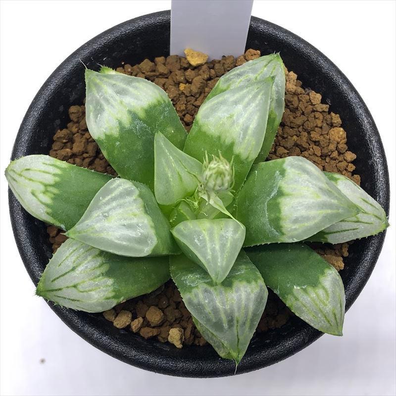 多肉植物：ハオルチア 白夜ムチカ*幅7.5cm : 遊恵盆栽 Yahoo!店 - 通販