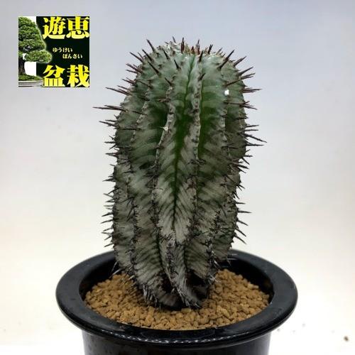 多肉植物：ユーフォルビア ホリダ アルバ*幅5cm 現品！一品限り