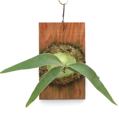 ビカクシダ 板付のおすすめ人気商品一覧 通販 - Yahoo!ショッピング