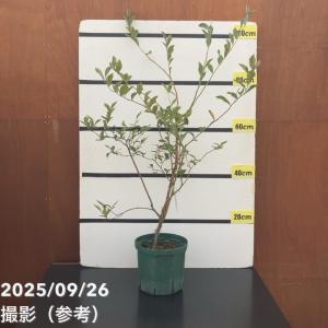 ブルーベリー苗木 苗 ブルーベリーの木 ブルーベリー ブライトウェル