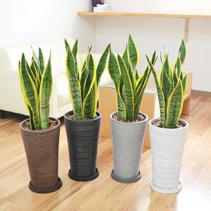 限定3鉢】サンスベリア 7号 ゼラニカハイブリッド｜観葉02-D2 : 赤塚