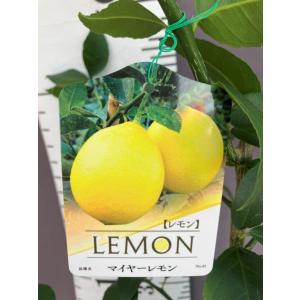 マイヤーレモン】 4年生接木苗 大苗 レモン ※納期指定:発送予定