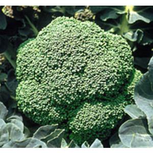 サカタのタネ（サカタノタネ） ブロッコリー ピクセル コート5000粒