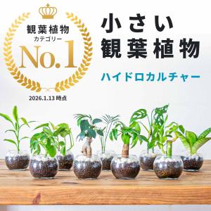 ワンダエ ドワーフ アンド カーリング 4 P.wandae 'Dwarf & Curling