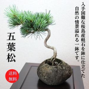 昌国 白染剪定鋏 No,8001 : 盆栽ショップ わびさび Yahoo!店 - 通販