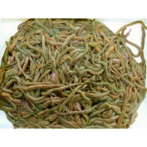 111-113] スーパー青虫（青イソメ） 1kg 釣り餌 超お得！ 【完全