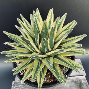 多肉植物：アガベ 笹の雪錦 黄覆輪*L 幅18cm : 遊恵盆栽 Yahoo!店