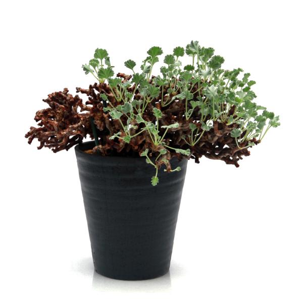 多肉植物）一点物 ペラルゴニウム ミラビレ 未発根 現地株 枯れ枝あり