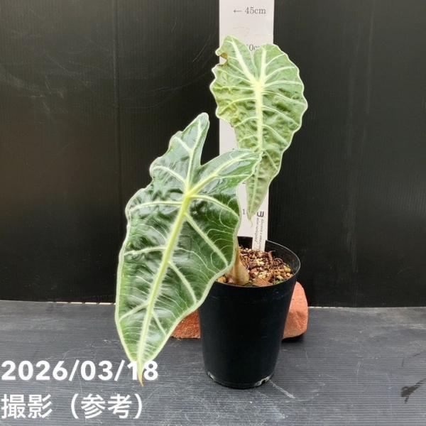 アロカシア アマゾニカ ミント バリエガータ 斑入り Alocasia x