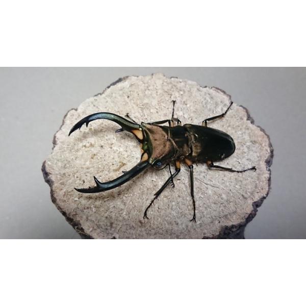 エラフスホソアカクワガタ ♂74mm ♀32mmペア（ブリード