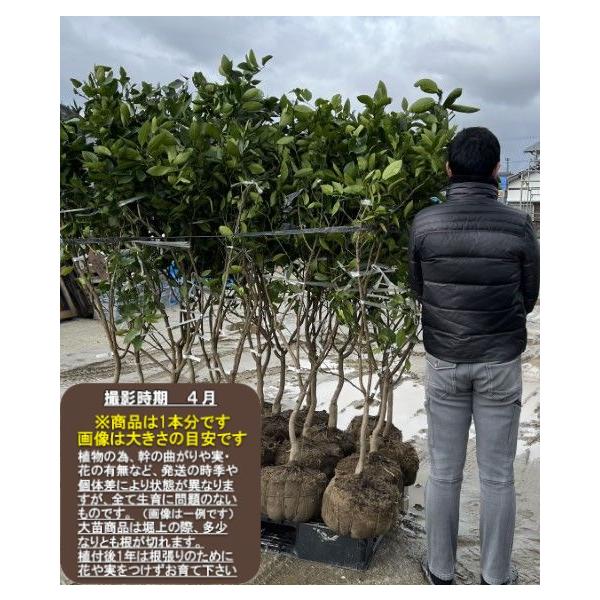 ゆら早生】 柑橘大苗 3年生接木苗 温州みかん ※納期指定:発送予定
