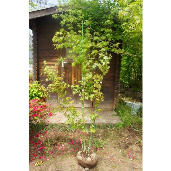 イロハモミジ 株立 盆栽 植木」の人気商品一覧 | 安い商品を通販サイト