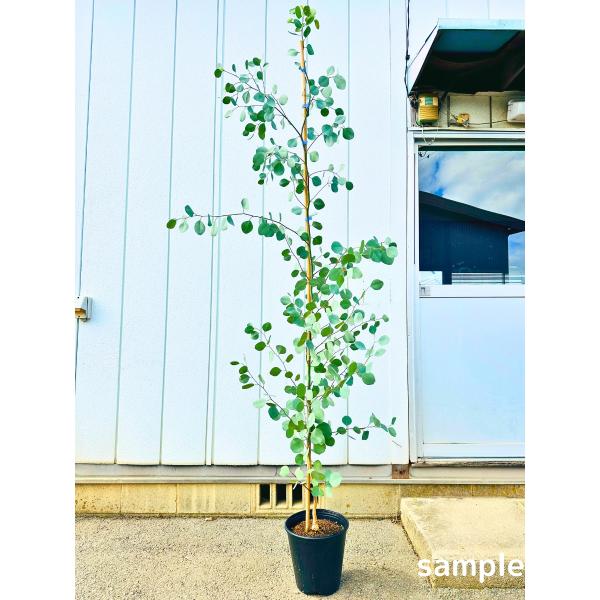 ユーカリ ポポラス 8号 樹高2.0m前後(鉢底から) 単木 丸葉ユーカリ
