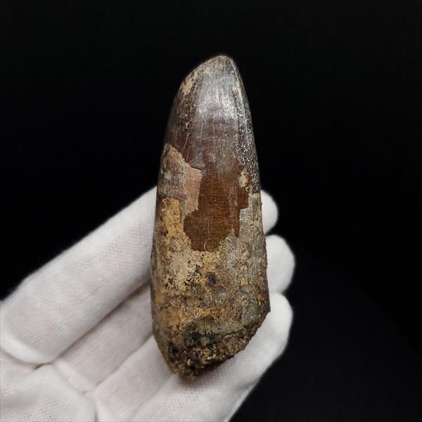 巨大ワニ サルコスクス 歯 本物 化石 恐竜 ニジェール産 75.87mm