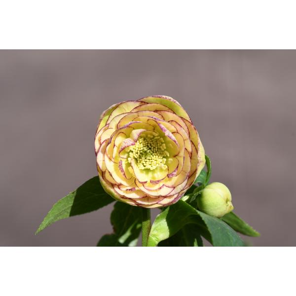 クリスマスローズ開花株 DD毬姫イエローピコティ 233 現品限り : 金井