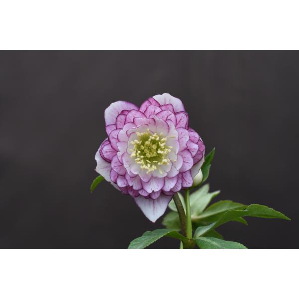 クリスマスローズ開花株 DDアフロディーテプリマヴェーラ 196 現品限り